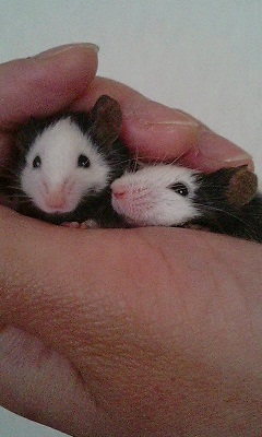 ゴンタ＆モンタ