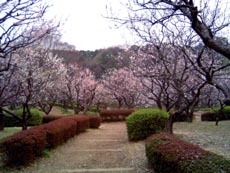 薬師池公園の梅林