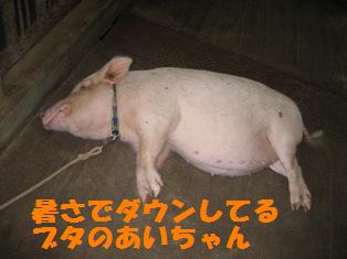 牧場ブタさん.jpg