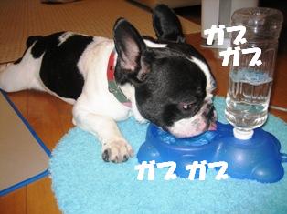 ガブガブ.JPG