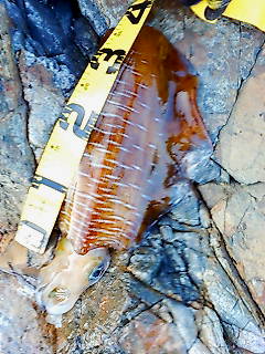 20070627-1620g.jpg