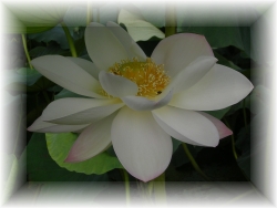 hasunohana-1.jpg