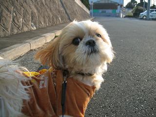 夕方の散歩2