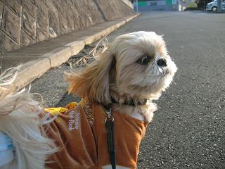 夕方の散歩3