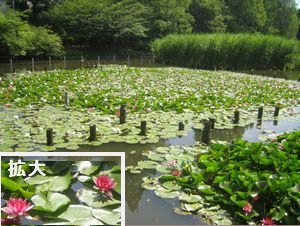 善福寺公園.jpg