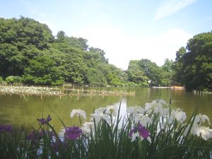 善福寺公園下池.jpg