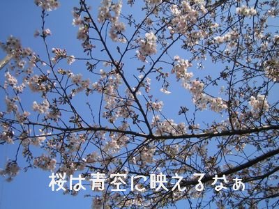 桜.jpg