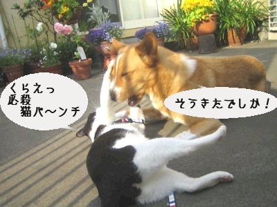 猫パンチ.jpg