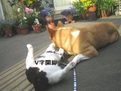 Ｖ字開脚.jpg