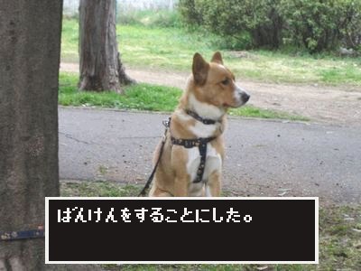 番犬.jpg