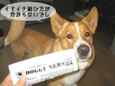 新聞はイマイチ.jpg