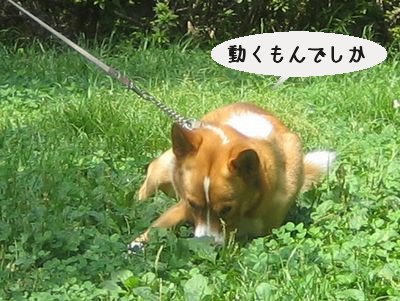 動かないでし.jpg