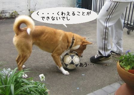 ｻｯｶｰ.jpg