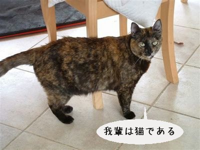 我輩は猫である.jpg