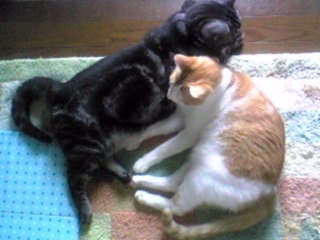 リュウと茶太郎（猫団子２）