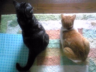 リュウと茶太郎（決別？）