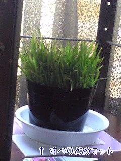 我が家の猫草