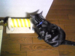 リュウとスクラッチローラー２