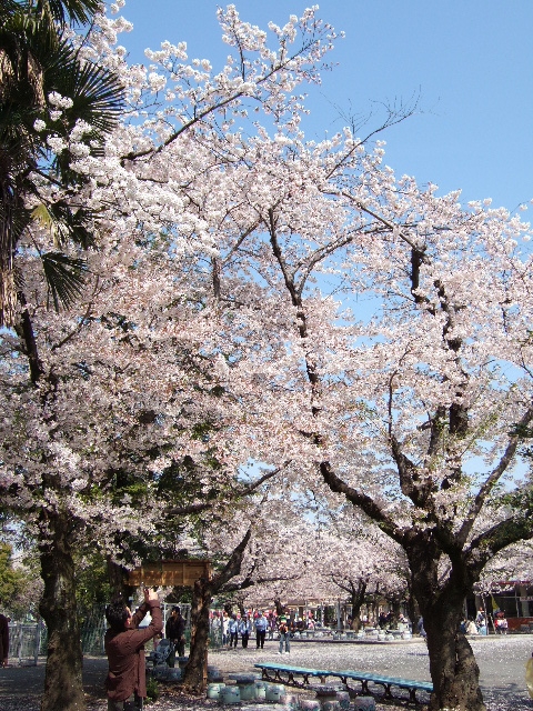桜