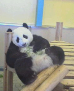 パンダ2