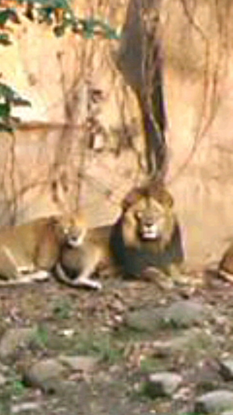 02-上海動物園のライオン