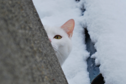 雪とたま１