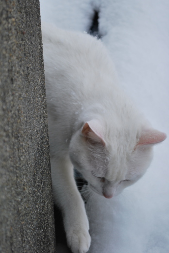 雪とたま2