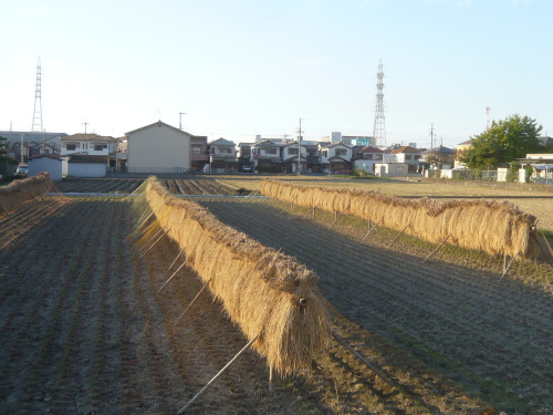 天日干し