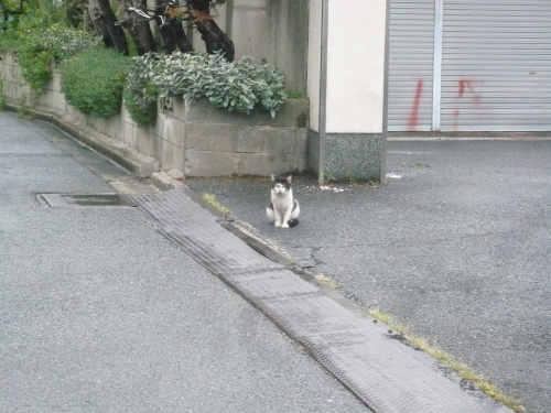 オッドアイの白猫さんとの遭遇１