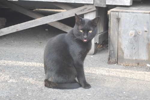 港の黒猫２