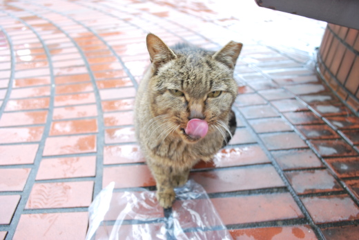 大阪駅前第４ビルの猫3