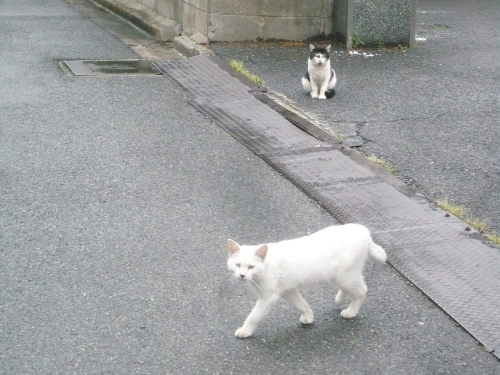 オッドアイの白猫さんとの遭遇２