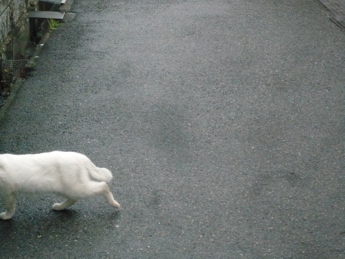 オッドアイの白猫さんとの遭遇3