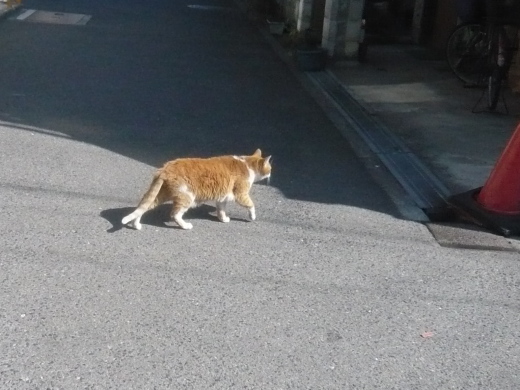 茶トラのハチワレのお帰り