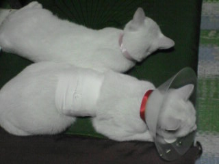 エリたまとさくら