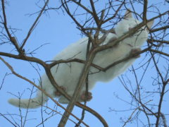 樹上のたま６