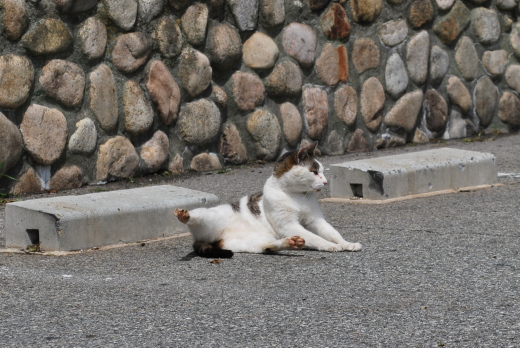 鉢巻展望台の猫2