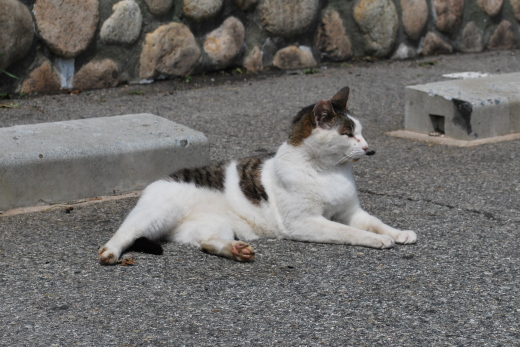 鉢巻展望台の猫3