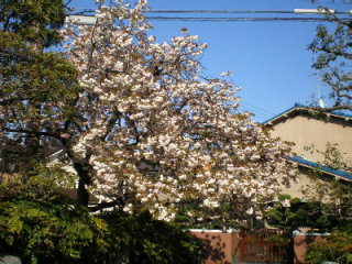 八重桜１