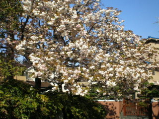 八重桜２