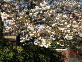 八重桜３