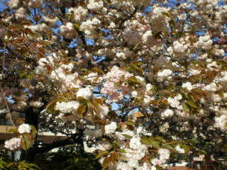 八重桜４