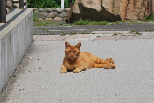 鉢巻展望台の猫10