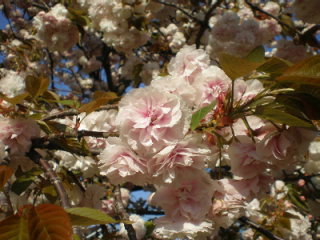 八重桜６