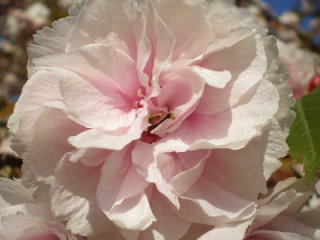 八重桜７