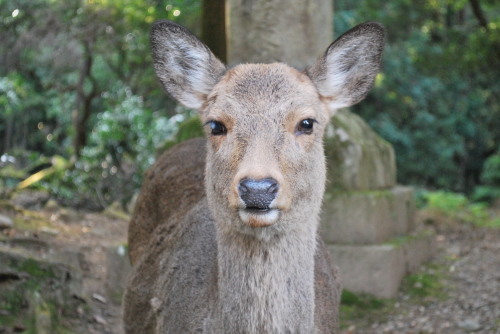 春日大社の鹿3