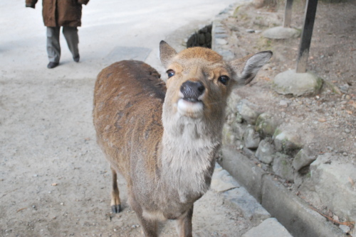 春日大社の鹿4