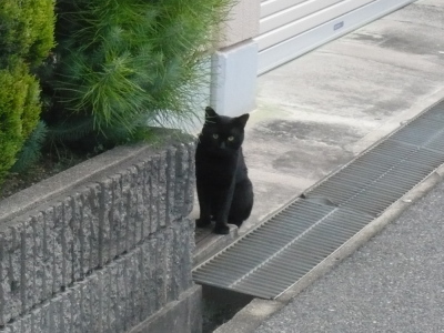 黒猫１