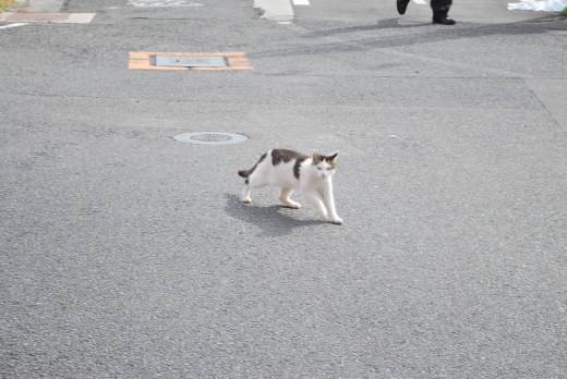 貝塚駅の猫2