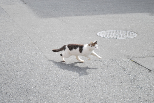 貝塚駅の猫3